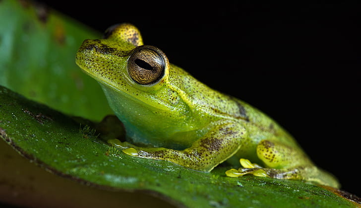Frogs, Amphibian, Close-Up, Green, Wildlife, HD wallpaper