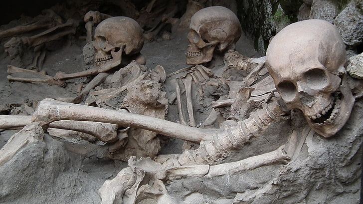 skull, skeleton, bone, human skull, human skeleton, history, HD wallpaper