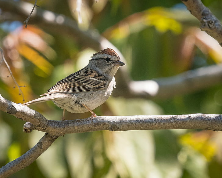 brown bird perched tree trunk, chipping sparrow, chipping sparrow, HD wallpaper