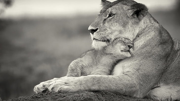 lioness and lion cub, baby animals, monochrome, gray, cuddle