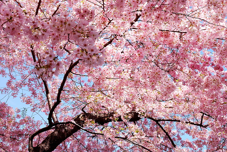 cherry blossoms tree, pink, trees, nature, magnolia, plant, flower, HD wallpaper