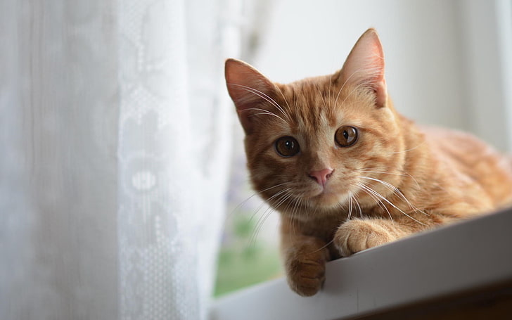 orange tabby cat, face, eyes, ginger, domestic Cat, pets, animal, HD wallpaper