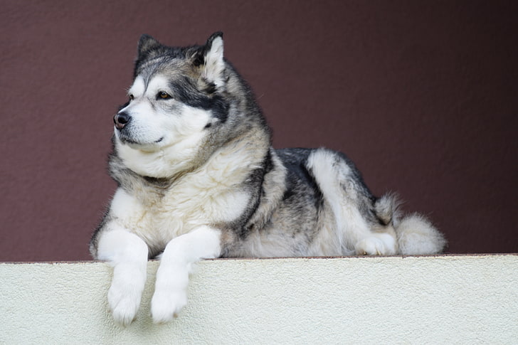 adult black Siberian husky, alaskan malamute, dog, pets, purebred Dog, HD wallpaper