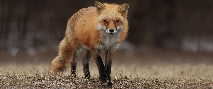 fox, animals, ultrawide