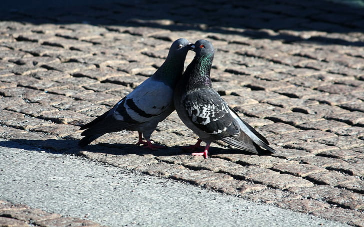 Kissing pigeons, two gray pigeons, animals, 1920x1200, bird