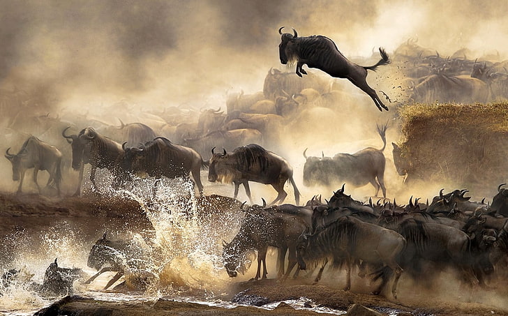 jumping, animals, migration, river, Africa, dust, Serengeti, HD wallpaper