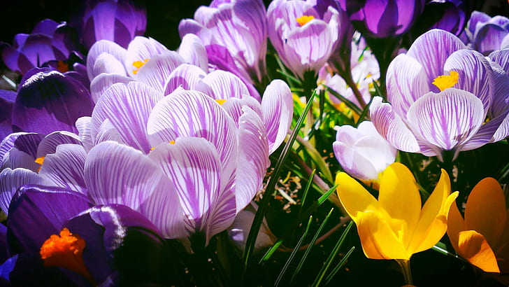 purple and yellow petaled flowers, crocuses, crocuses, Iris, blume, HD wallpaper
