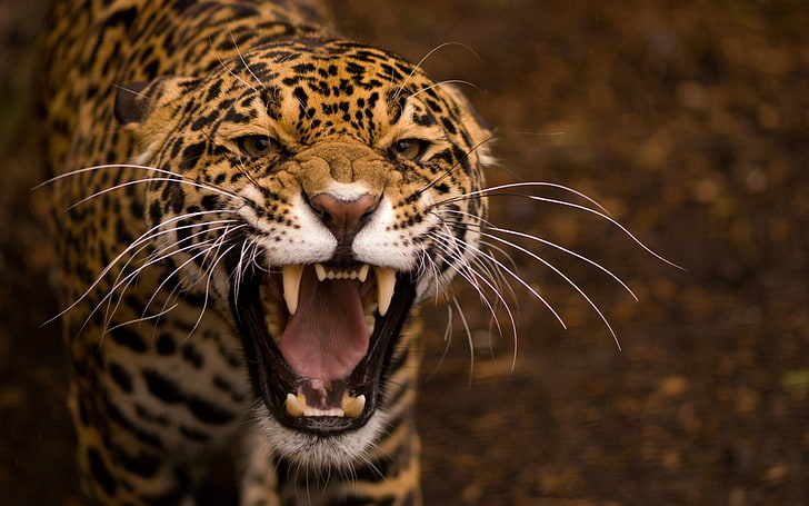 brown cheetah, jaguar, face, teeth, anger, aggression, predator, HD wallpaper
