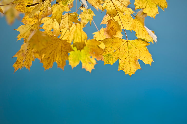 leaves, yellow, clear sky, autumn, change, plant, beauty in nature