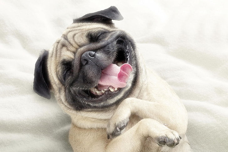fawn pug, dog, face, happy, protruding tongue, pets, animal, cute, HD wallpaper