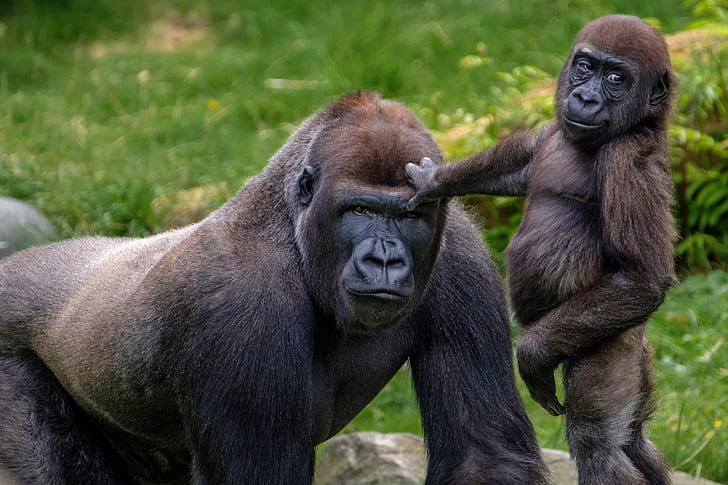 baby animals, gorillas