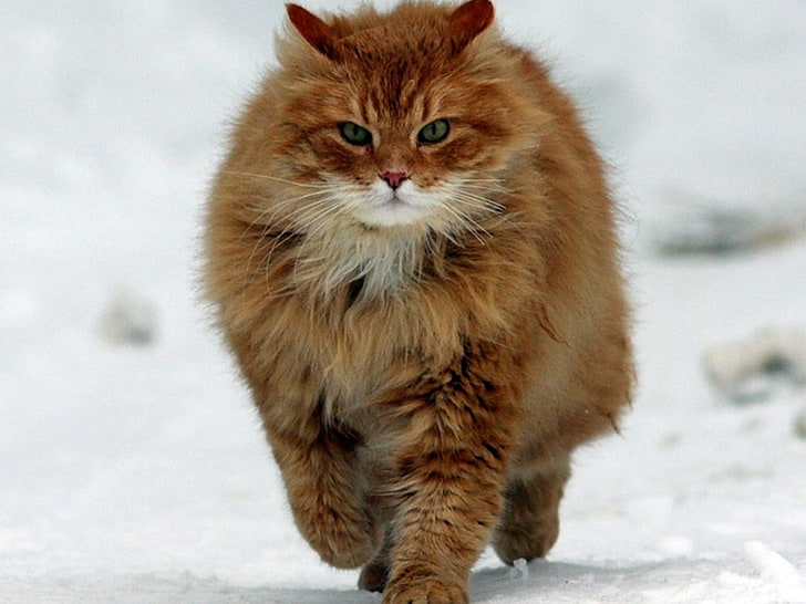 brown and black tabby cat, snow, winter, cold temperature, mammal, HD wallpaper
