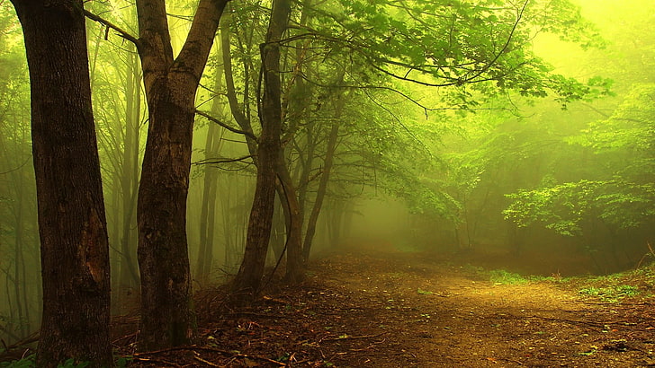 green forest digital wallpaper, fog covered forest, nature, trees