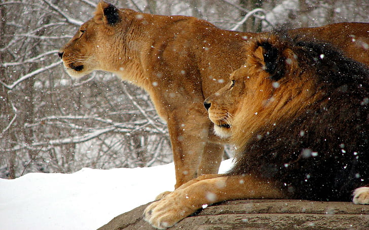 Royal Couple, brown lion and lioness, african, snow, winter, animals, HD wallpaper