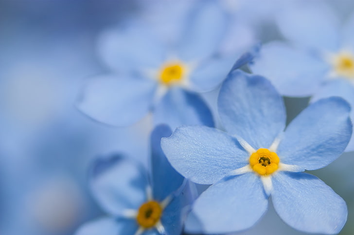 macro, blue, forget-me-not, flower, flowering plant, fragility, HD wallpaper