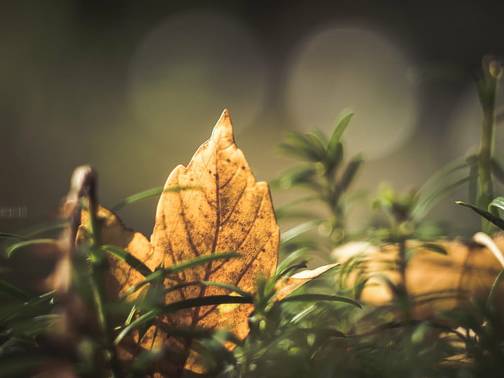 shallow focus photography of brown dried leaf on green grass lawn, HD wallpaper