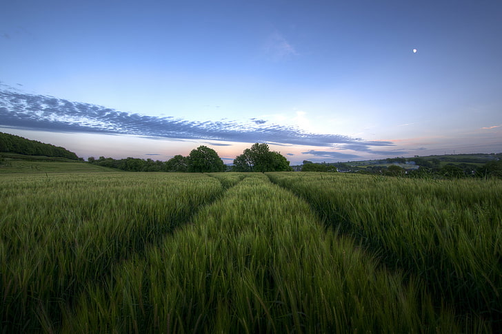 field, the sky, clouds, trees, the moon, the evening, UK, twilight