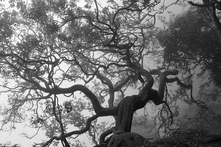 trees, monochrome, branch, nature, spooky, plant, tranquility, HD wallpaper