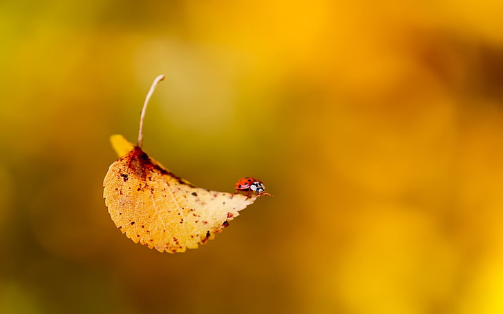 beige and red leaf, selective focus photo of leaf falling, macro