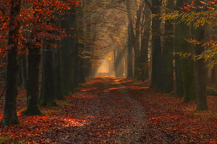 nature, landscape, photography, forest, path, red, leaves, fall, HD wallpaper