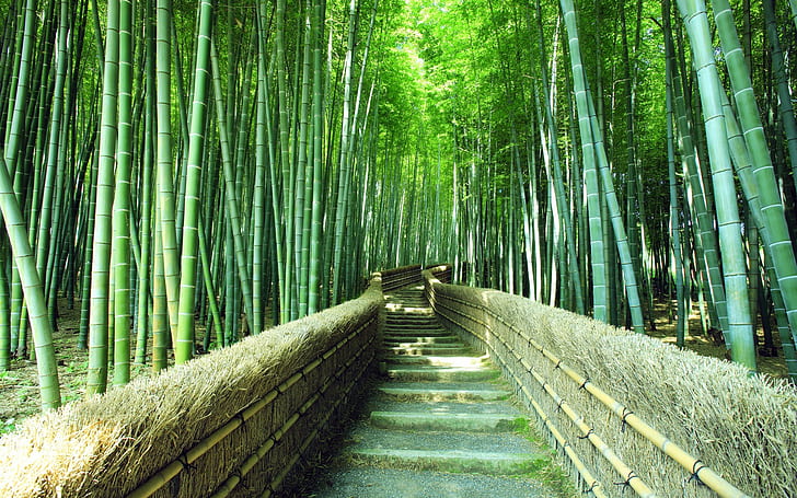 Bamboo, Bamboo Forest, Green, Nature, HD wallpaper