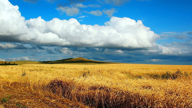 brown grass field, nature, cloud - sky, landscape, environment