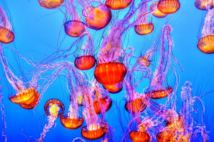 red-and-pink jelly fish lot, jellyfish, underwater, swimming