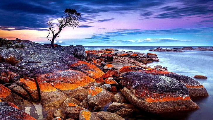 tasmania, australia, sea, rock, stones, tree, bay of fires
