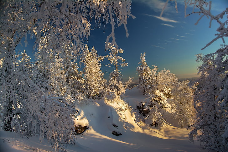winter, nature, snow, trees, cold temperature, plant, beauty in nature, HD wallpaper