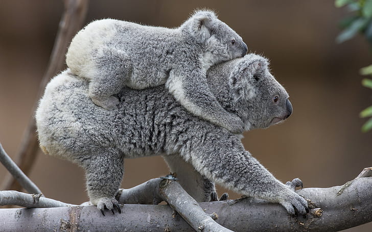 Koala HD, two gray koalas, animals, HD wallpaper