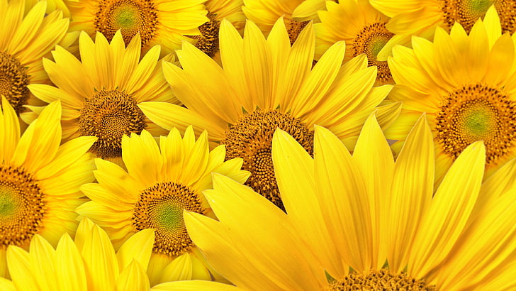 sunflower, yellow, plant, petal, summer, blossom, garden, bright