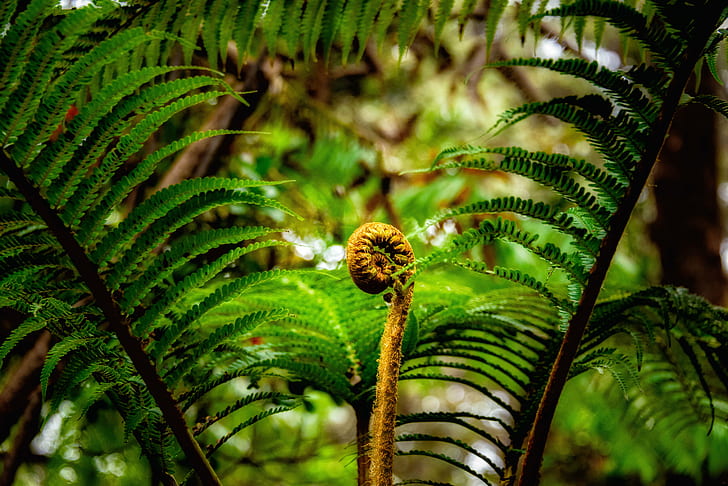 green leaf plant, fern, fern, Tropical, Fern  green, Kilauea