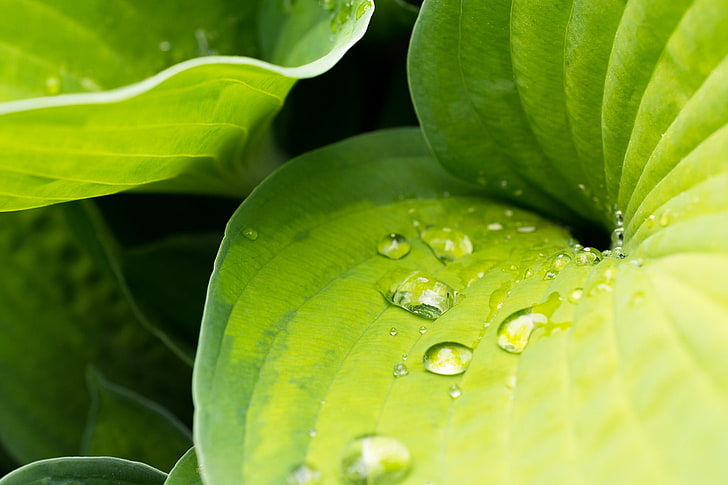 green leaves, plants, nature, water drops, macro, close-up, green color