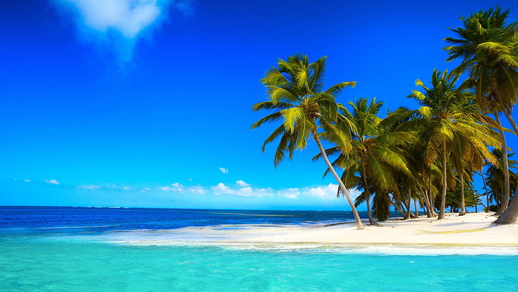 blue ocean near green leaf coconut trees under clear blue sky