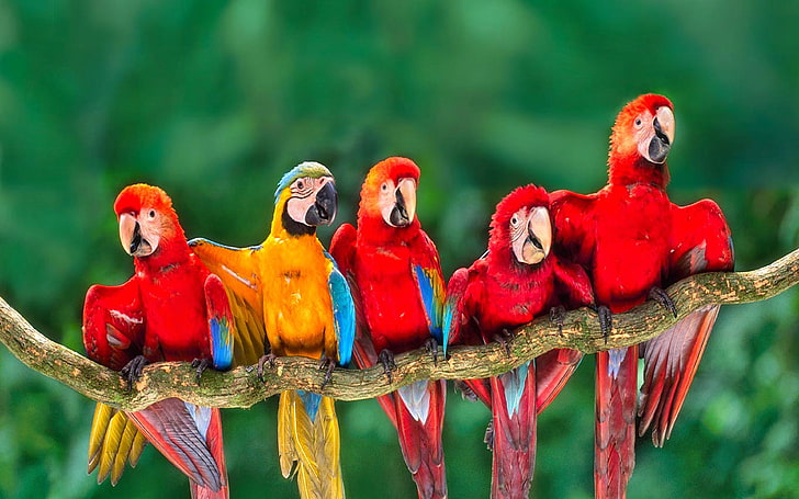 Scarlat Macaws Branch Ara Macao Rainforest Peru, bird, vertebrate
