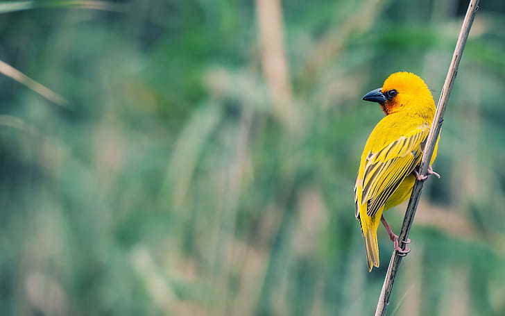 Small yellow bird, yellow feathered bird, animals, 2560x1600, HD wallpaper