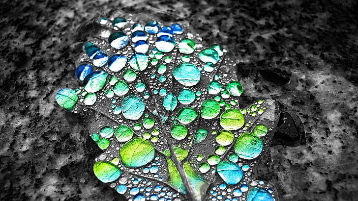selective coloring, water drops, leaves, close-up, no people, HD wallpaper