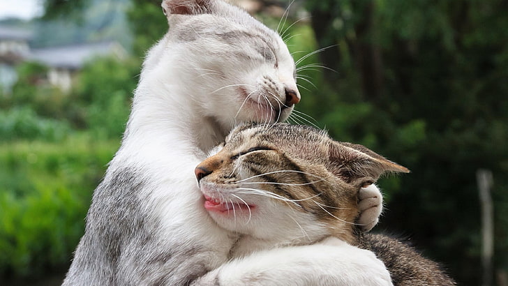 embrace, cat, hug, cats, hugging, couple, whiskers, moment, HD wallpaper