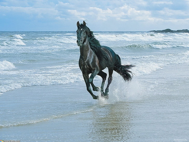 black horse, beach, running, sand, spray, animal, sea, nature, HD wallpaper