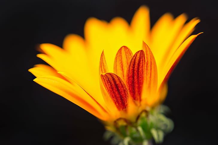 selective focus photo of Gazania, daisy, daisy, flower, floral, HD wallpaper