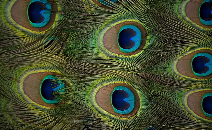 Peacock Feathers, peacock feather, Animals, Birds, animal themes