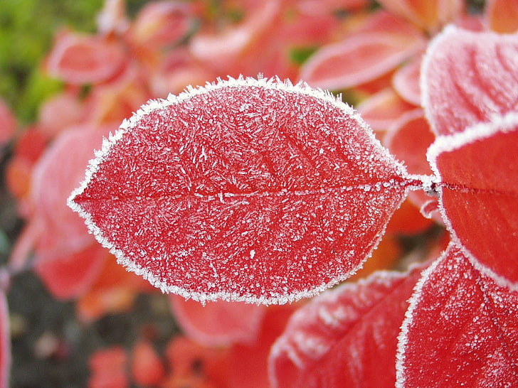 ovated red leafed plant, sheet, hoarfrost, cold, nature, close-up