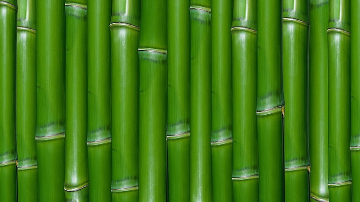 bamboo, green color, backgrounds, full frame, no people, large group of objects, HD wallpaper