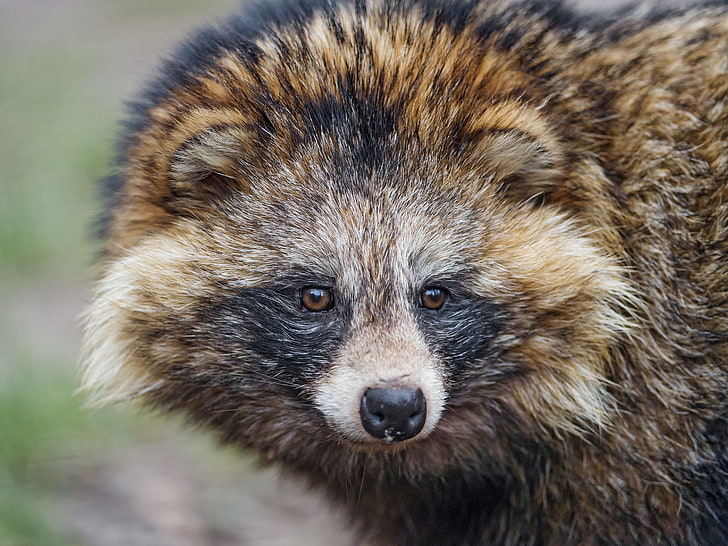 black and brown racoon, raccoon, snout, furry, mammal, animal