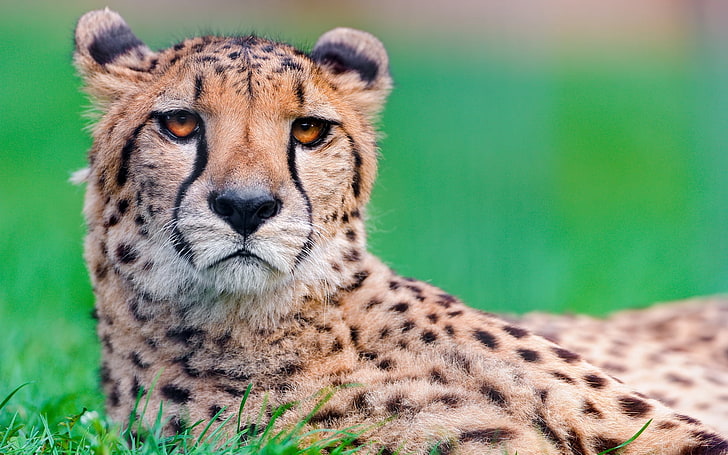 leopard photo, cheetah, face, spotted, wildlife, nature, undomesticated Cat, HD wallpaper