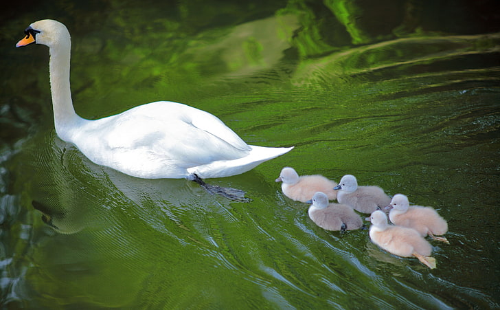 Baby Swans Following Mother, white duck, Animals, Birds, Nature