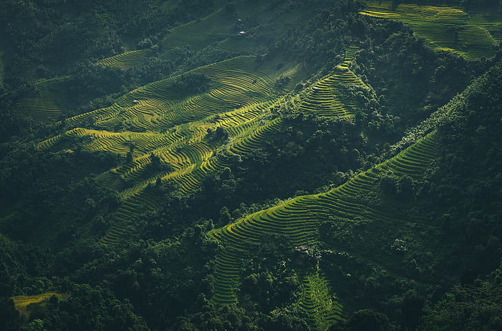 forest, trees, Vietnam, farm, aerial view, landscape, field, HD wallpaper