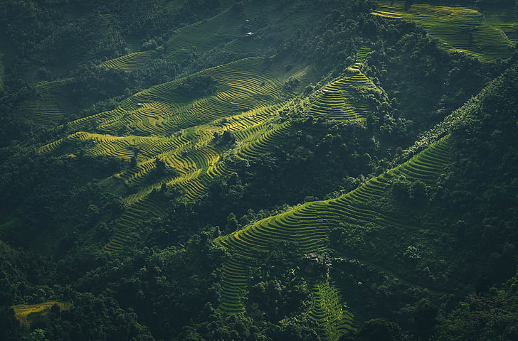 rice terrace, aerial view of crop field during daytime, landscape