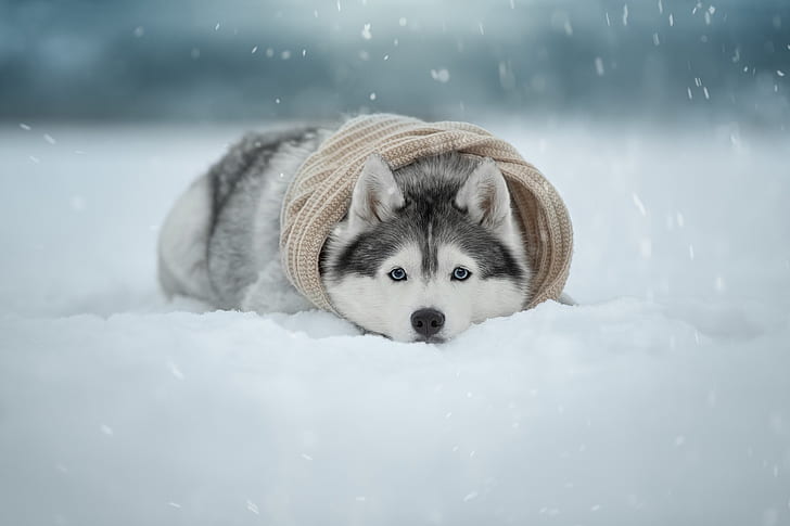 dog, winter, cold, snow, animals, HD wallpaper