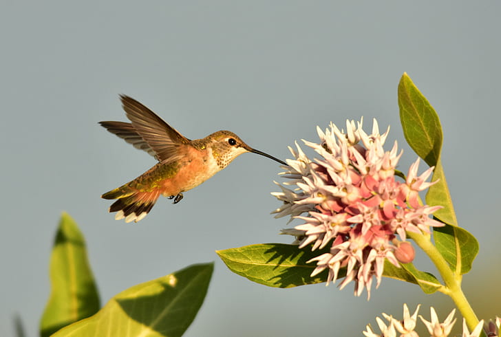selective focus photography of Hummingbird in white flower, Humming Bird